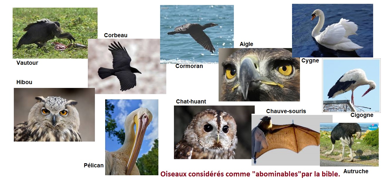 découvrez le fascinant monde des cormorans et leur impact sur les décisions des prud'hommes. ce lien entre la nature et le droit du travail vous ouvrira de nouvelles perspectives sur la coexistence des espèces et des réglementations.