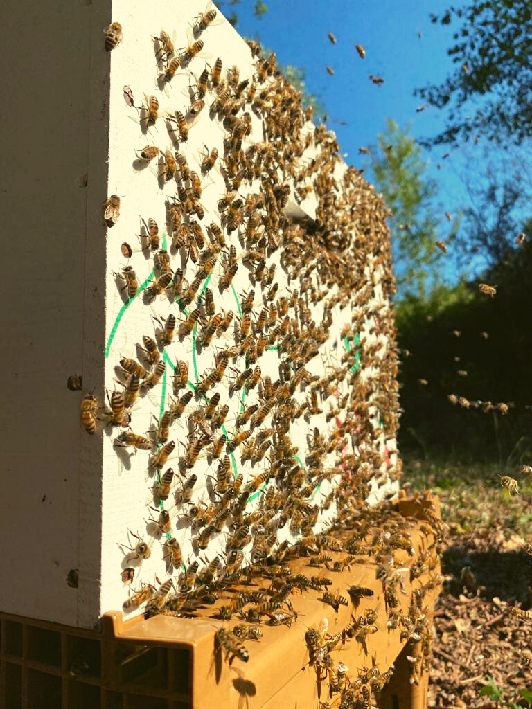 découvrez le cabinet abeille, spécialiste en expertise comptable, offrant des solutions adaptées aux entreprises. bénéficiez d'un accompagnement personnalisé pour optimiser votre gestion financière et fiscale. contactez-nous pour un service de qualité.