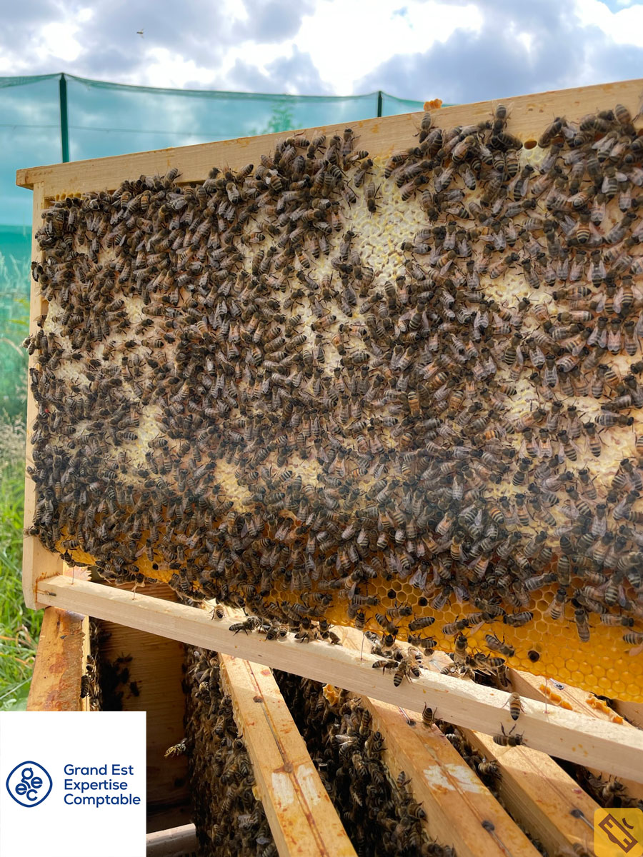 découvrez le cabinet abeille, votre expert en expertise comptable. nous vous accompagnons dans la gestion financière de votre entreprise, avec des solutions sur mesure adaptées à vos besoins. profitez de notre expérience pour optimiser votre comptabilité et garantir la pérennité de votre activité.